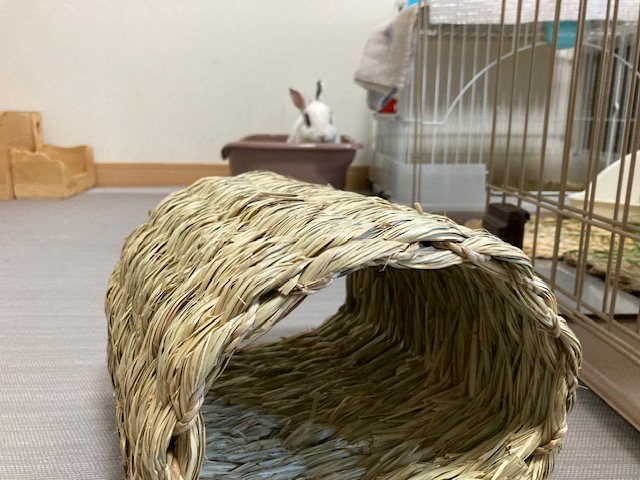 ちゃんとトイレするよ