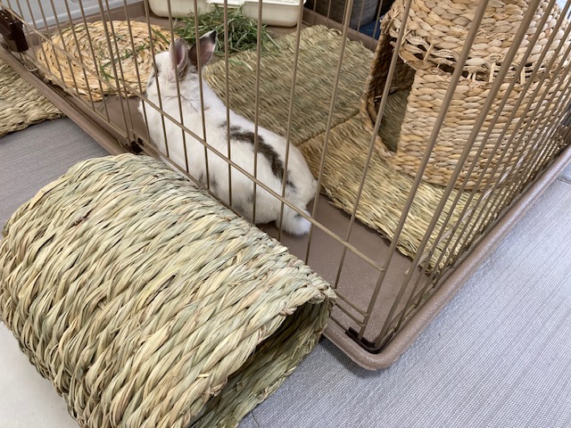 かしこくお留守番