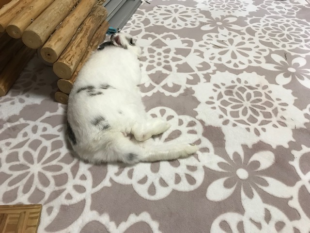 まったりセロくん