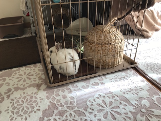 日向ぼっこでお留守番