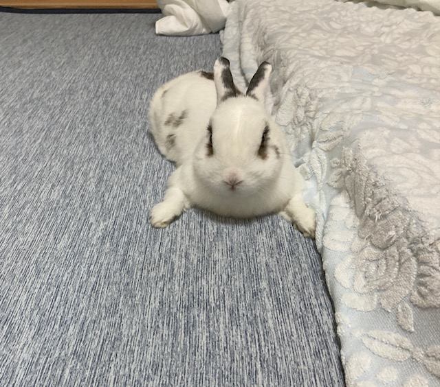 クーラーのすぐ下が好き