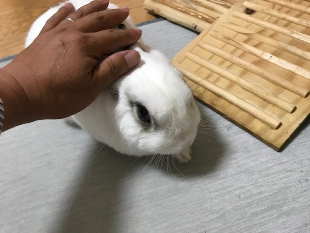 なめらかな毛並み(^^♪　姫路うさぎブログ