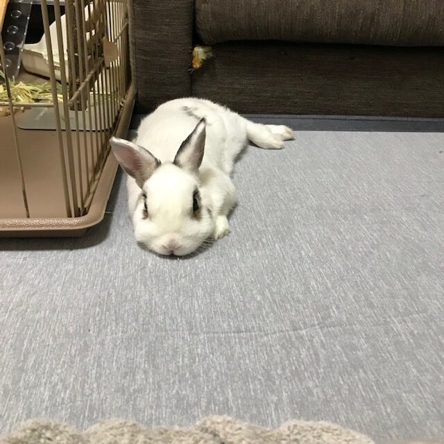 姫路 エクステリア屋さんの うさぎブログ　セロくん