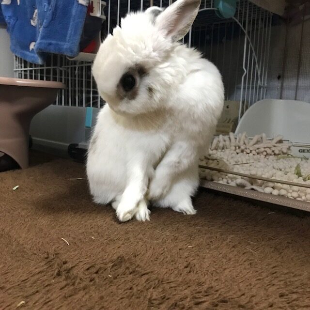 久しぶり　セロくん　姫路うさぎブログ