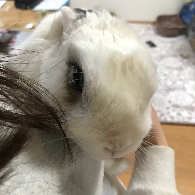 セロくんだっこ(^^♪　太子外構屋さんうさぎブログ