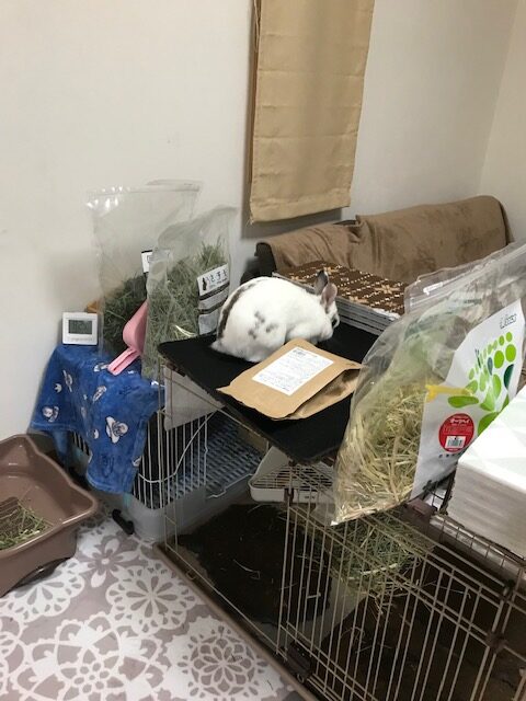 こりゃ～セロくん　どこのぼっとるん(^^♪　太子うさぎブログ