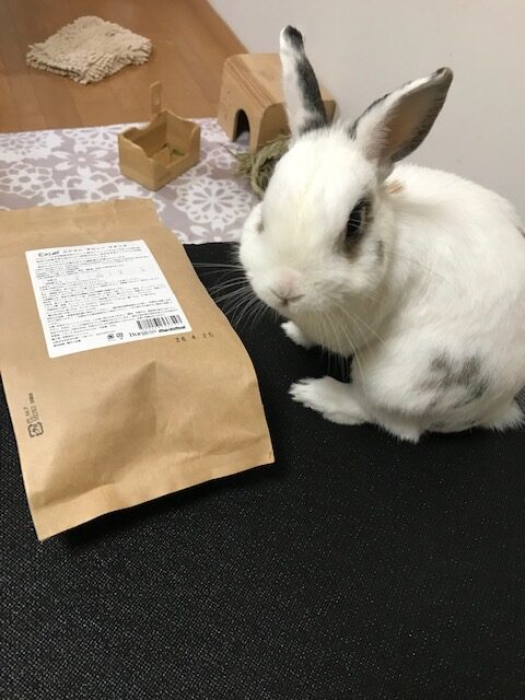 こりゃーあぶないよ　セロくん日記