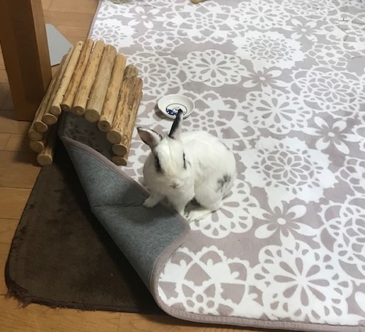 ぼくはここにいるぞ！！　セロくん