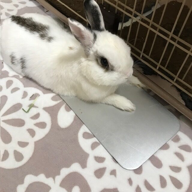 ひんやりアルミプレート　太子うさぎブログ