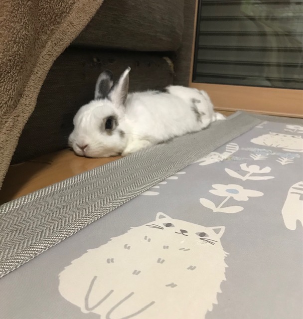 板の上でコロン　姫路うさぎブログ