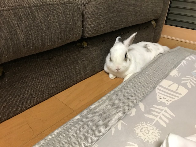 まだまだ暑い日が続きます　姫路うさぎブログ