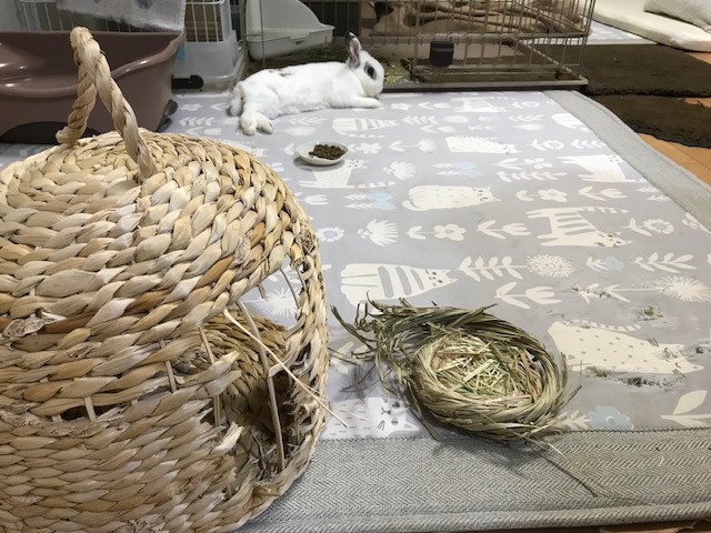 あそび食べ　姫路うさぎブログ