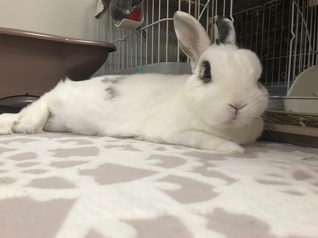 まったりセロくん