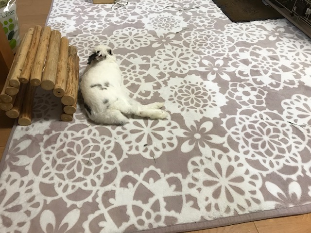 夕食後のくつろぎ