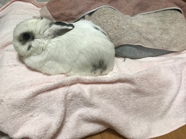 はやく撫でろ！