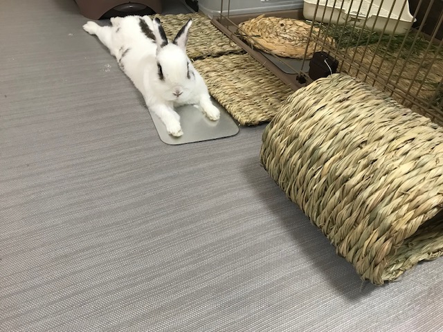 暑いんだピョン