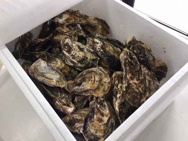室津産牡蠣