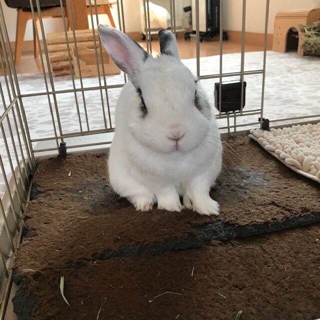 ぼくのお気に入りの場所 姫路うさぎブログ