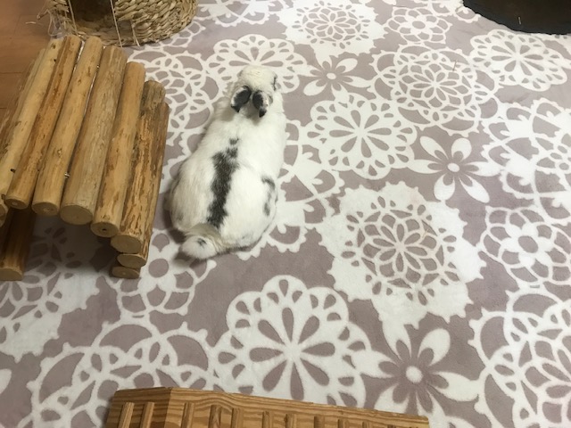 冬用のマットに替えました　