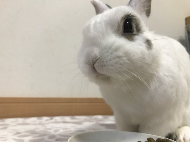 こりこりセロくん