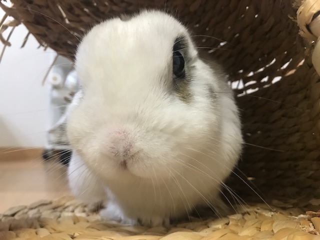 セロくんとお留守番