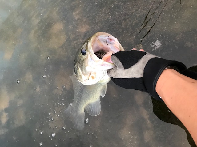 バス釣り　行こうかな(^^♪　姫路 エクステリア 屋さん ブラックバス ブログ