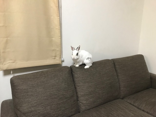 あぶないよ　セロくん