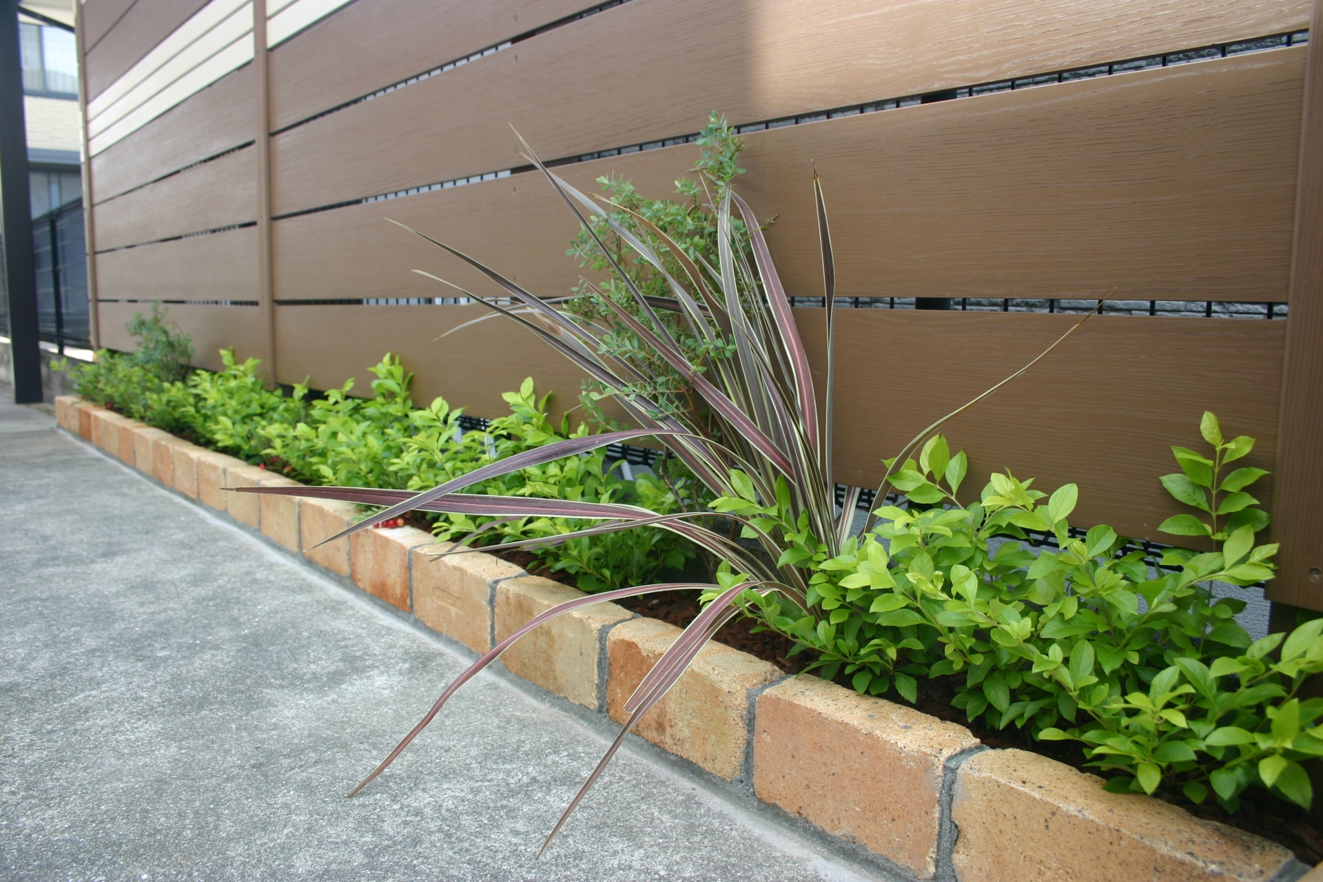 ニューサイランとデュランタの植え込み相生市K様邸