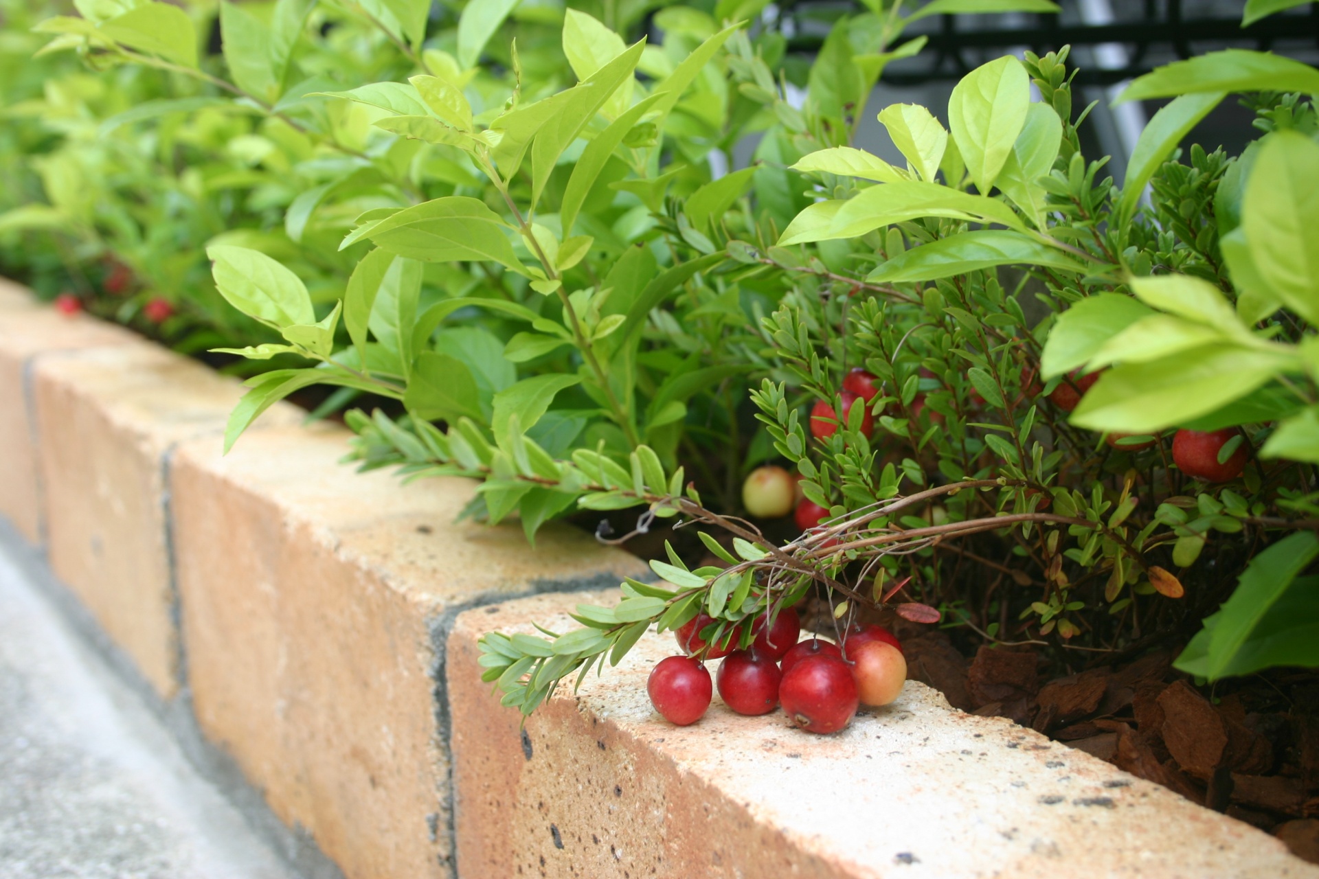 チェッカーベリーの実相生市K様邸