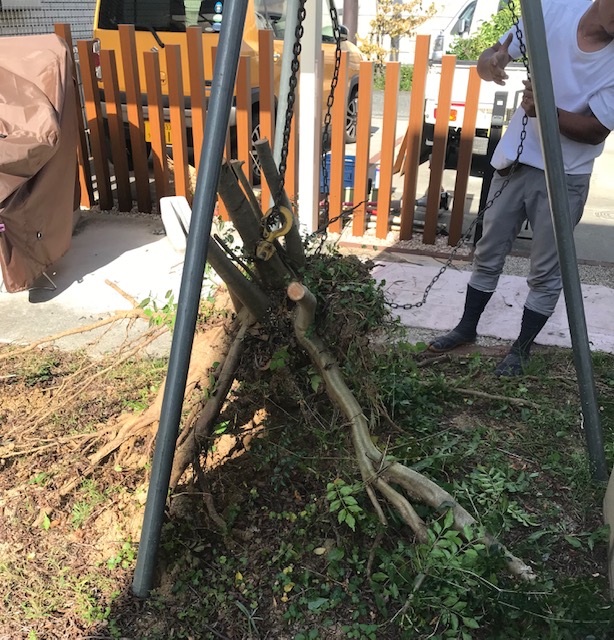 それなりの植木でも　チェーンブロックで引き抜きます