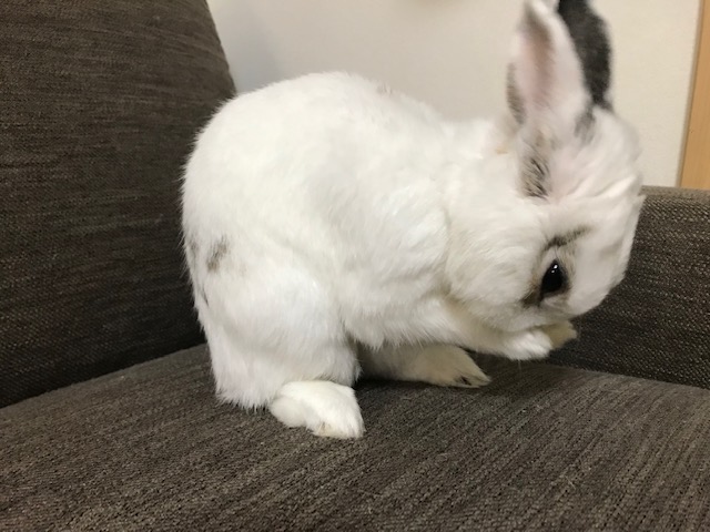 うさぎの飼い方　姫路エクステリア屋さんのウサギ日記