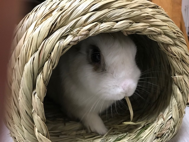 セロくんだよ!(^^)!　姫路うさぎブログ