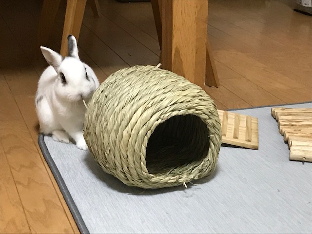 セロくんとお留守番　姫路エクステリア屋さん うさぎブログ