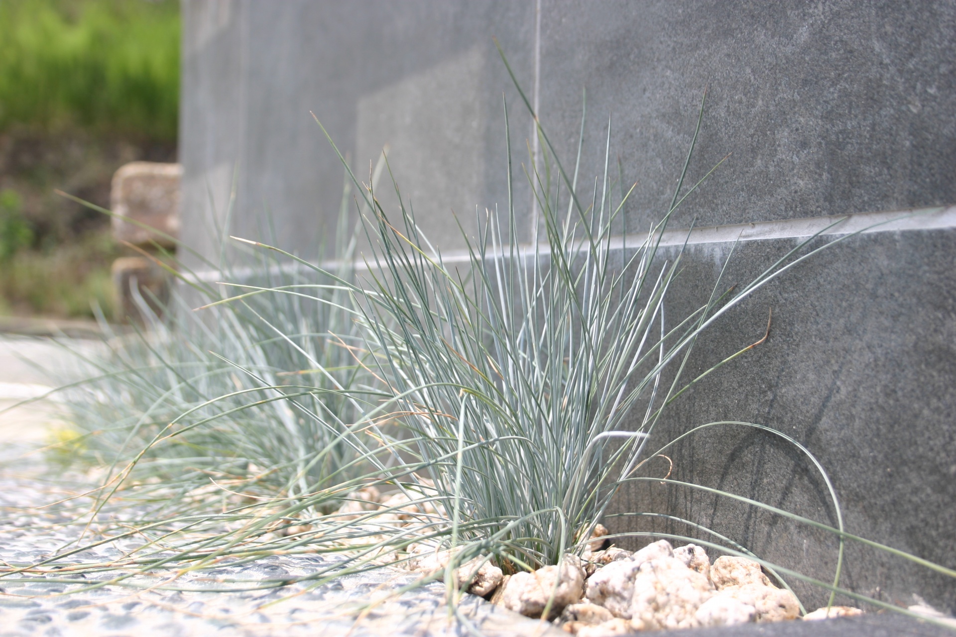 下草類　シルバーリーフ