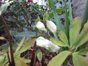 クリスマスローズ 2014