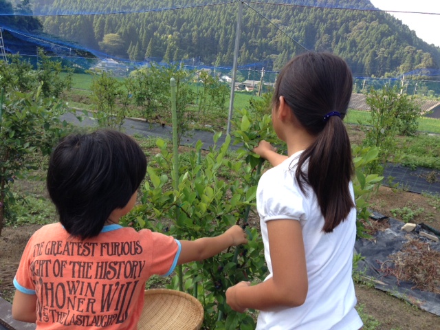 ブルーベリー摘み