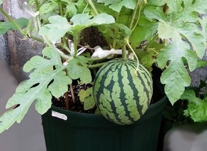 小玉スイカの栄養と育て方 姫路市の外構 エクステリア エクステージ