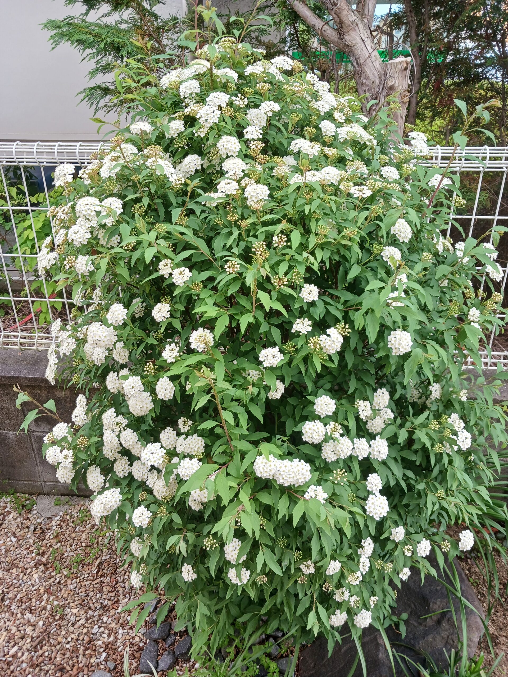 ガーデン日記　コデマリ開花　姫路、太子外構専門店